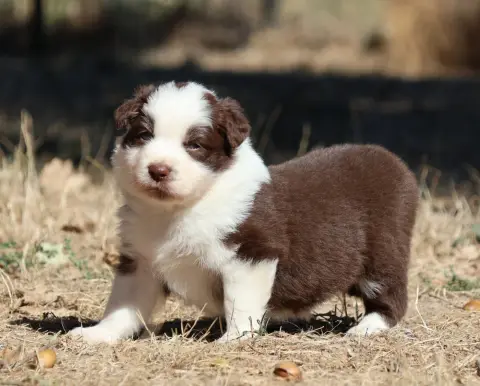 Chiot, Berger australien, élevage Des Collines d'Iowa
