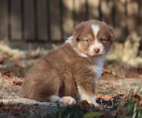 Chiot, Berger australien, élevage Des Collines d'Iowa