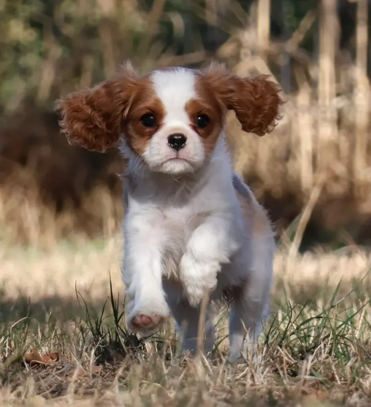 Portée de Cavalier King Charles, élevage Des Collines d'Iowa