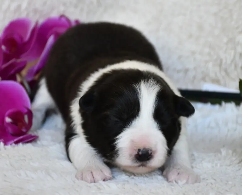 Portée de Border collie, élevage Of Pacific Spirit