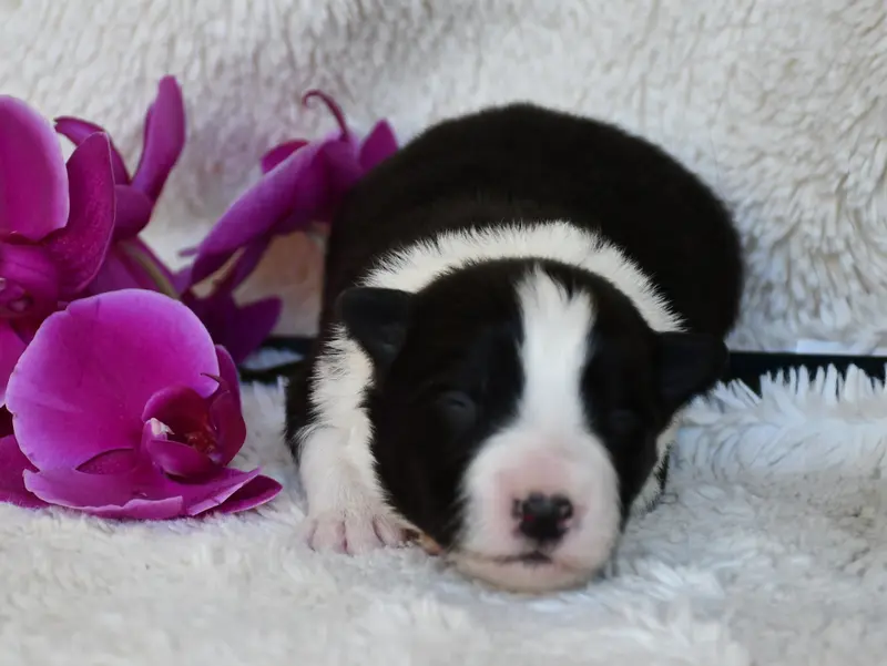 Fille 2, Border collie, élevage Of Pacific Spirit