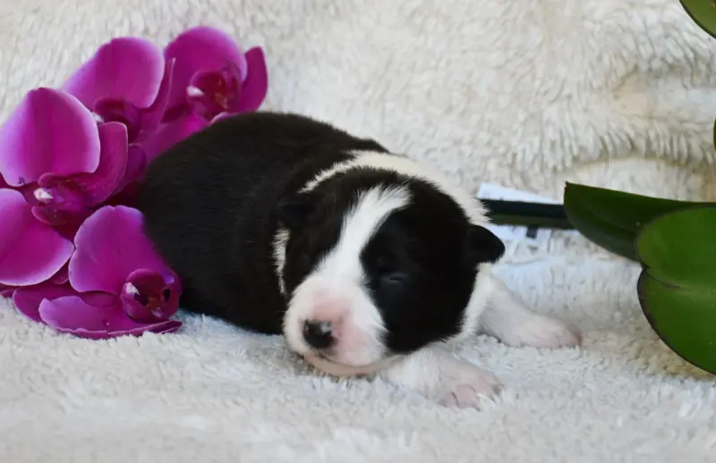 Fille 1, Border collie, élevage Of Pacific Spirit