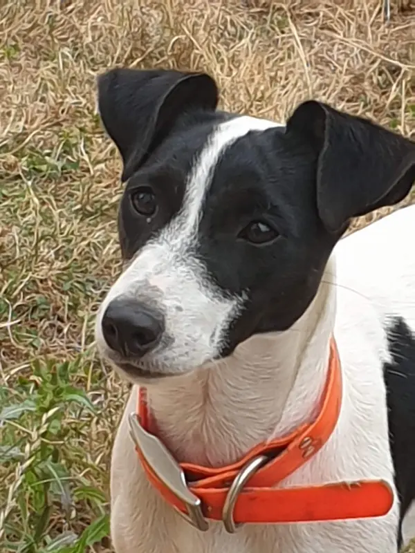 Portée de Parson Russell terrier, élevage Bold and Kind