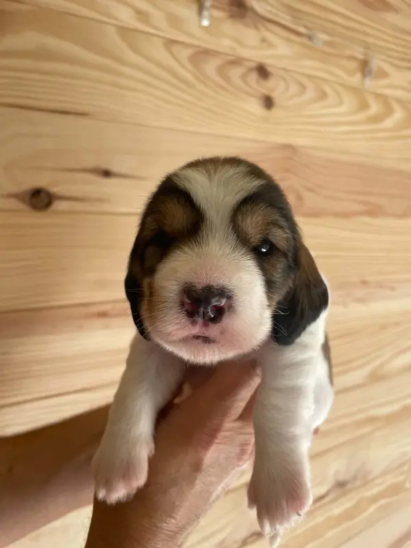 Chiot, Petit basset griffon vendéen, élevage De la Baie de Sienne