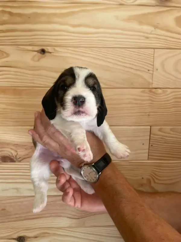 Chiot, Petit basset griffon vendéen, élevage De la Baie de Sienne