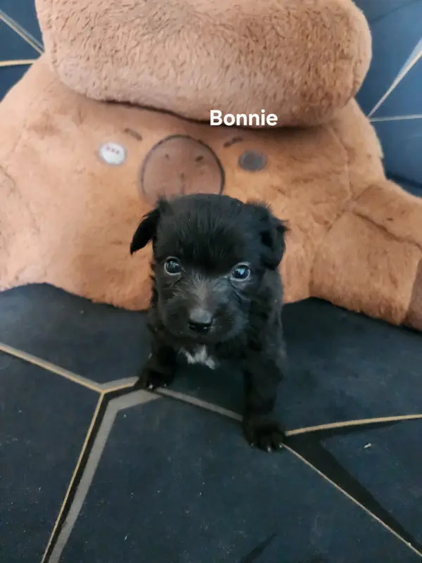 Bonnie, Berger des Pyrénées à poil long, élevage Du Vieux Chene de Fonsablouse