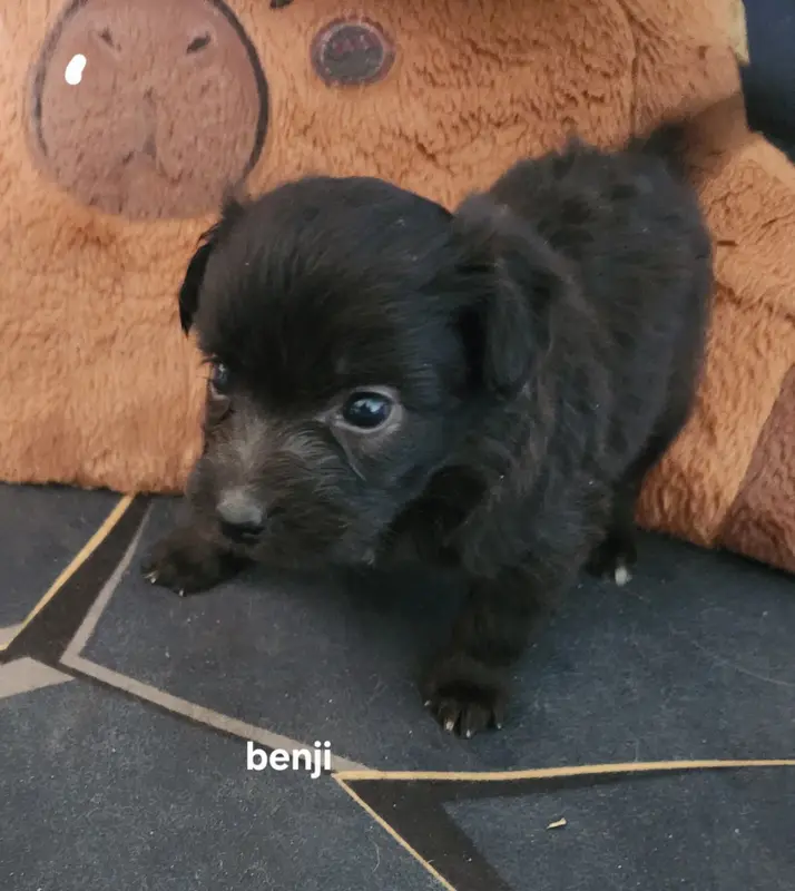 Benji, Berger des Pyrénées à poil long, élevage Du Vieux Chene de Fonsablouse
