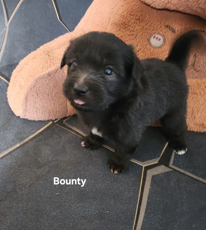 Bounty, Berger des Pyrénées à poil long, élevage Du Vieux Chene de Fonsablouse