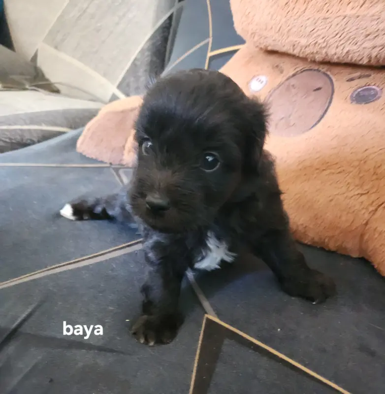Baya, Berger des Pyrénées à poil long, élevage Du Vieux Chene de Fonsablouse