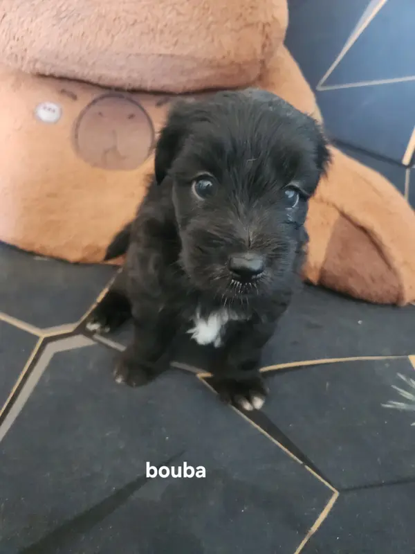 Bouba, Berger des Pyrénées à poil long, élevage Du Vieux Chene de Fonsablouse