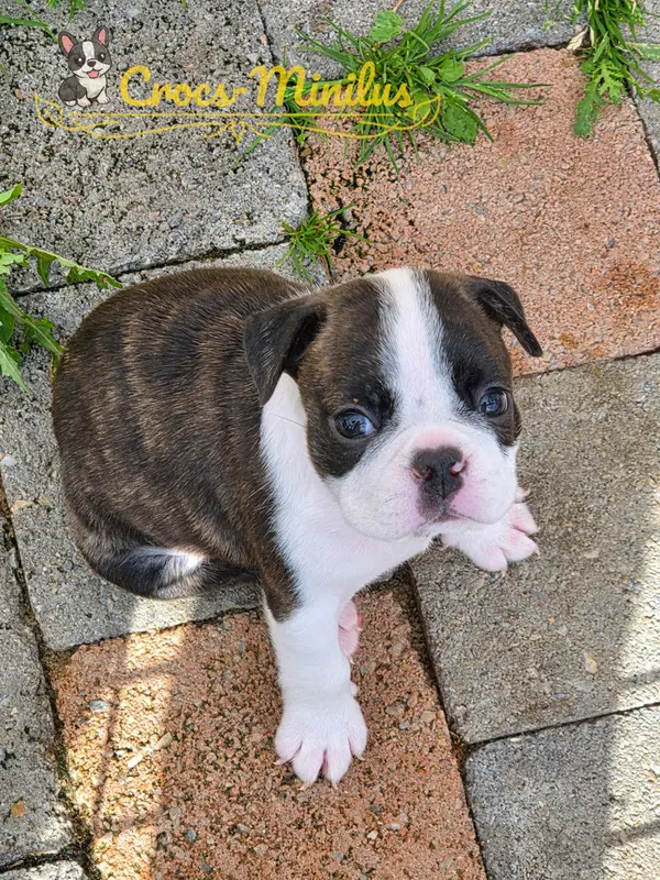 Baldwin, Boston terrier, élevage De Crocs Minilus