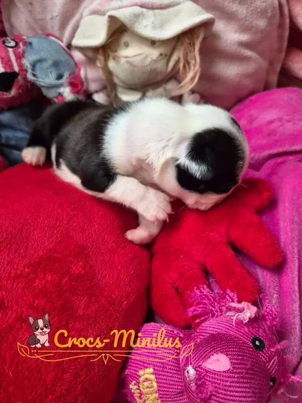 Portée de Boston terrier, élevage De Crocs Minilus