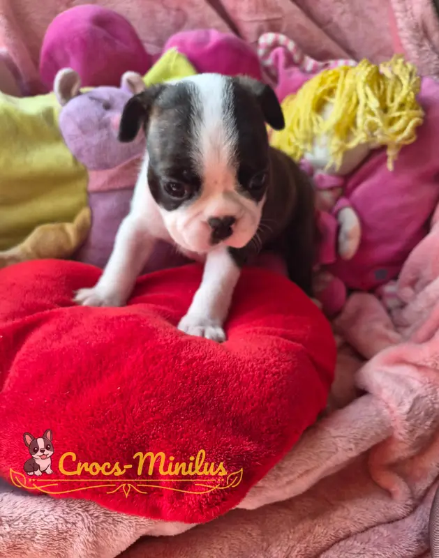 Photo de l'élevage De Crocs Minilus
