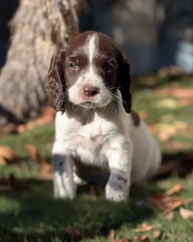 Mâle 4 - BUCKY, English springer spaniel, élevage D'Azur Addict