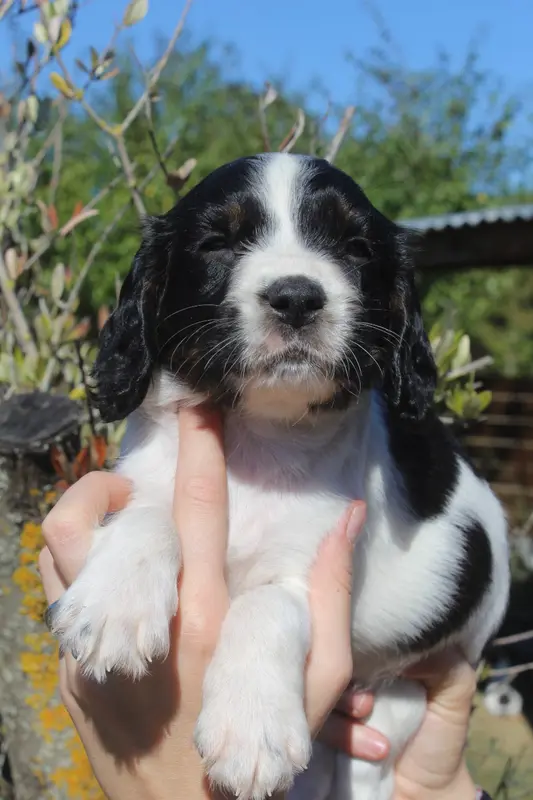 Femelle 1 - BIANCA, English springer spaniel, élevage D'Azur Addict
