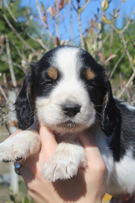 Mâle 1 - BILLIE, English springer spaniel, élevage D'Azur Addict