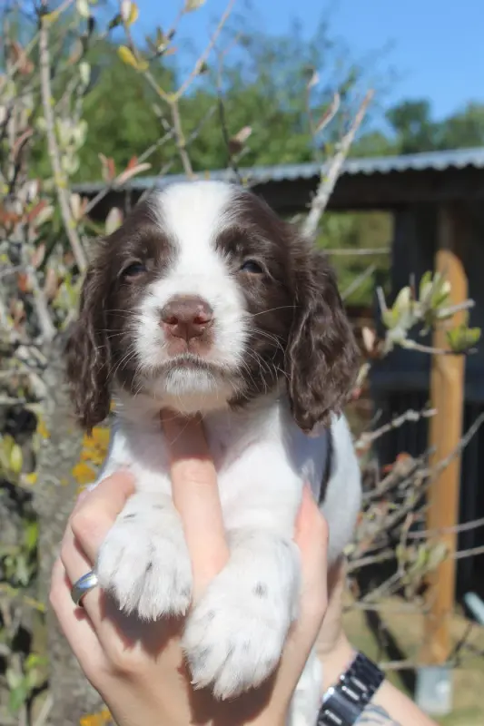 Femelle 2 - BAÏNE, English springer spaniel, élevage D'Azur Addict