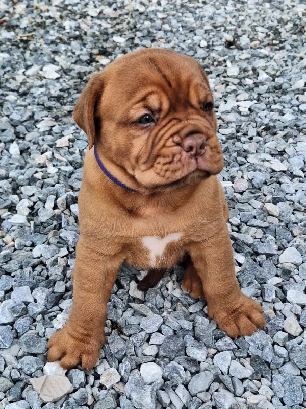 Portée de Dogue de Bordeaux, élevage Of Holly's Kingdom