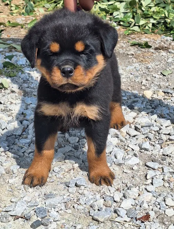 femelle collier violet, Rottweiler, élevage Of Holly's Kingdom