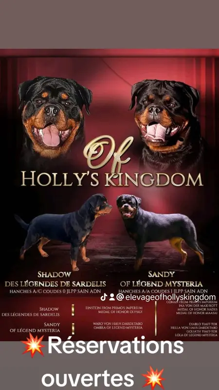 Portée de Rottweiler, élevage Of Holly's Kingdom