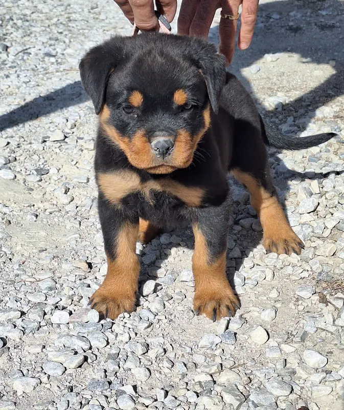 Portée de Rottweiler, élevage Of Holly's Kingdom