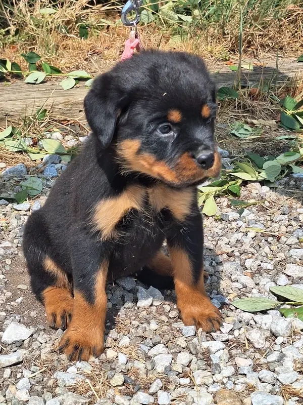 femelle collier rose, Rottweiler, élevage Of Holly's Kingdom