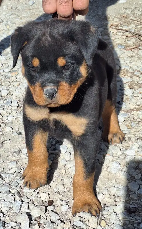 Portée de Rottweiler, élevage Of Holly's Kingdom