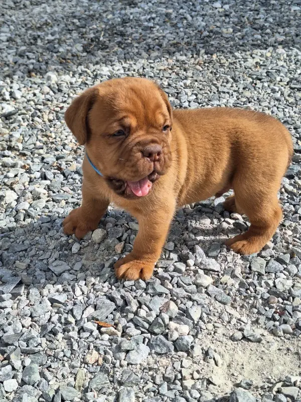 Portée de Dogue de Bordeaux, élevage Of Holly's Kingdom