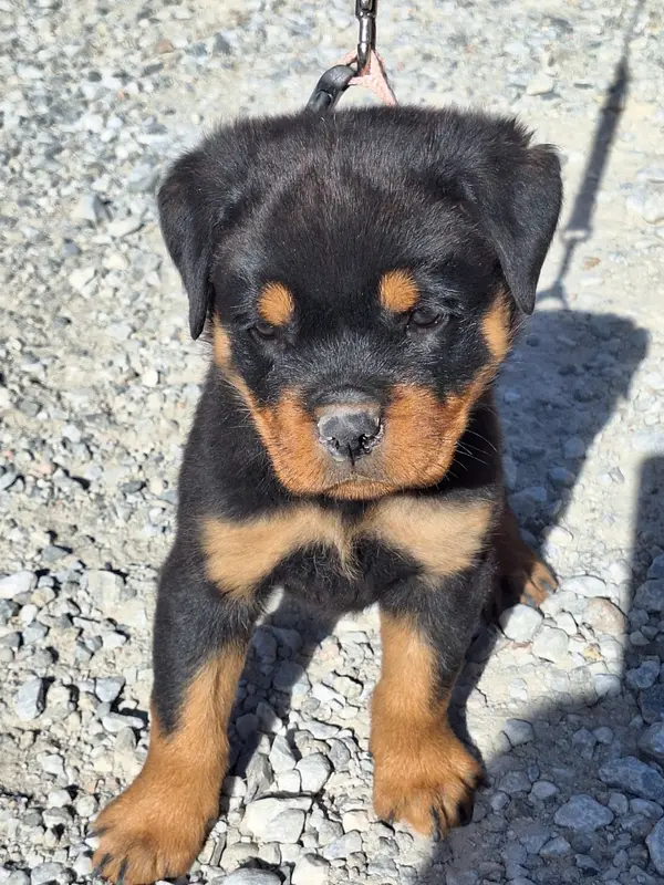 Portée de Rottweiler, élevage Of Holly's Kingdom