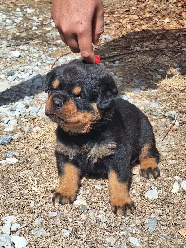 Portée de Rottweiler, élevage Of Holly's Kingdom