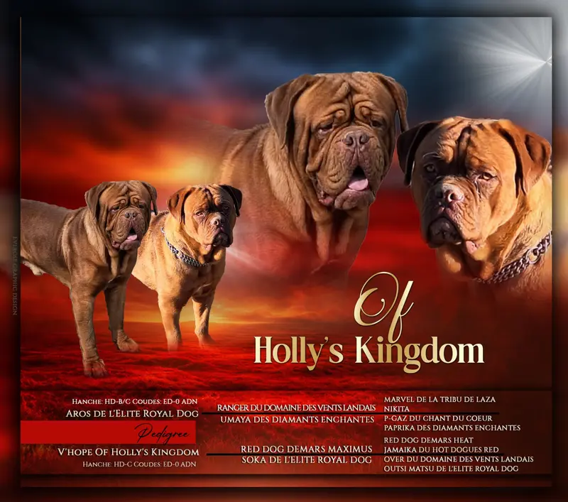 Portée de Dogue de Bordeaux, élevage Of Holly's Kingdom
