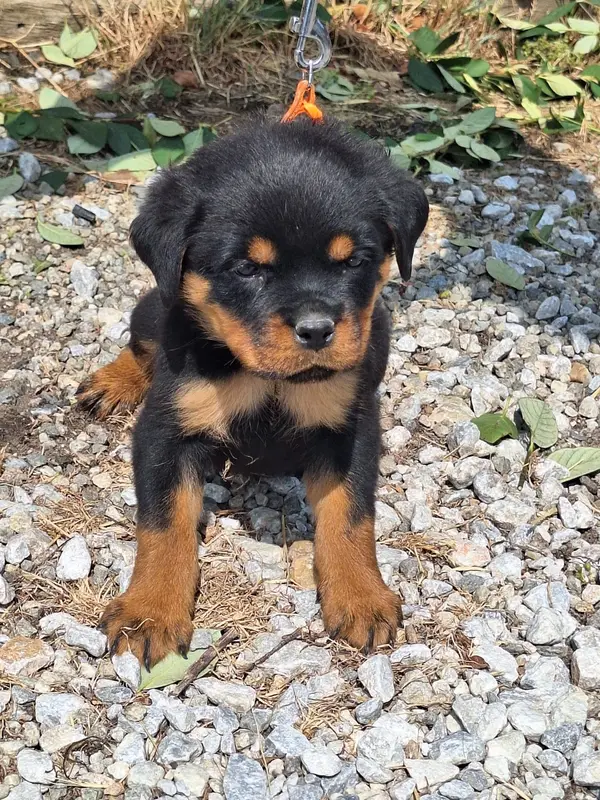 femelle collier orange, Rottweiler, élevage Of Holly's Kingdom