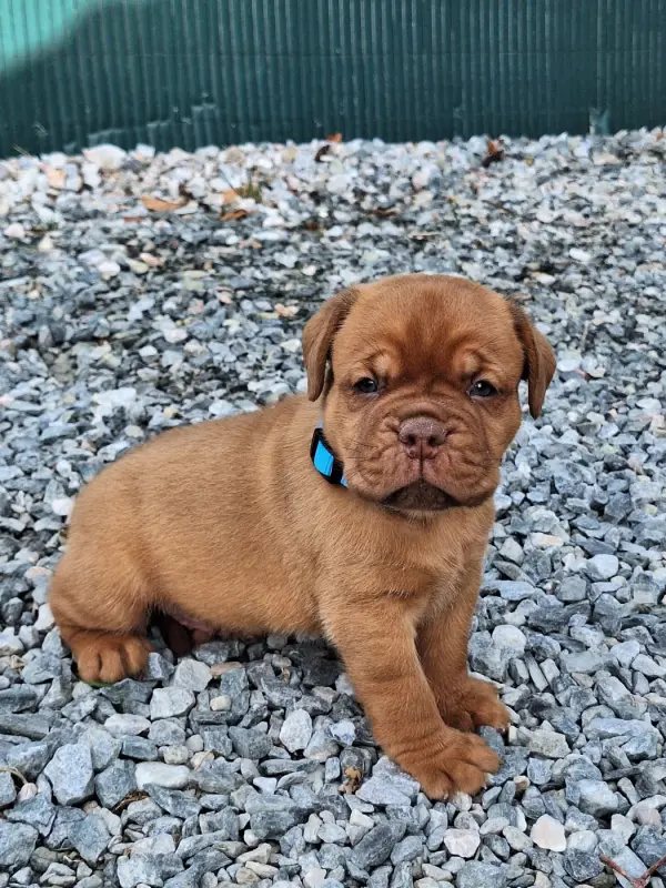 Portée de Dogue de Bordeaux, élevage Of Holly's Kingdom