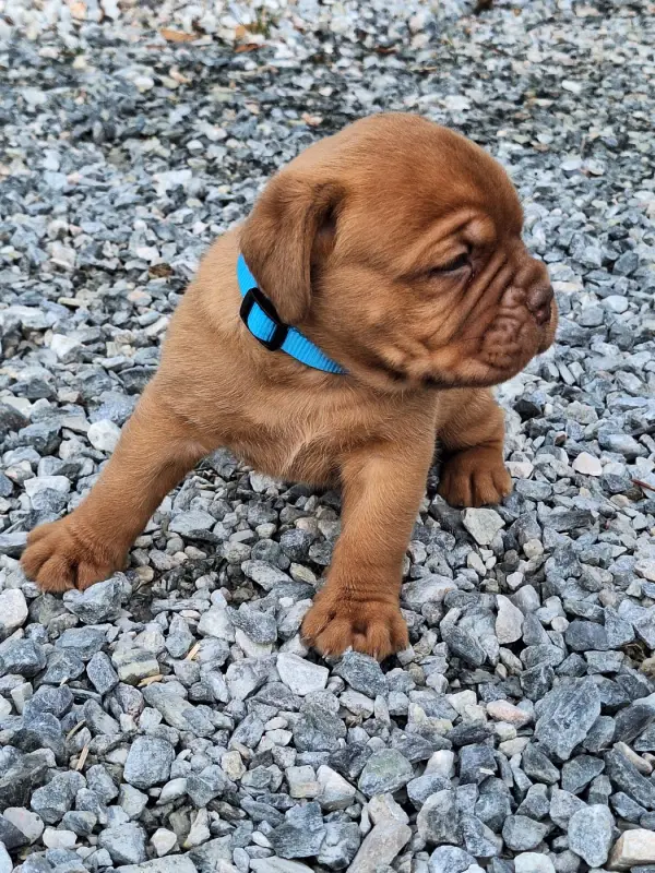 Portée de Dogue de Bordeaux, élevage Of Holly's Kingdom
