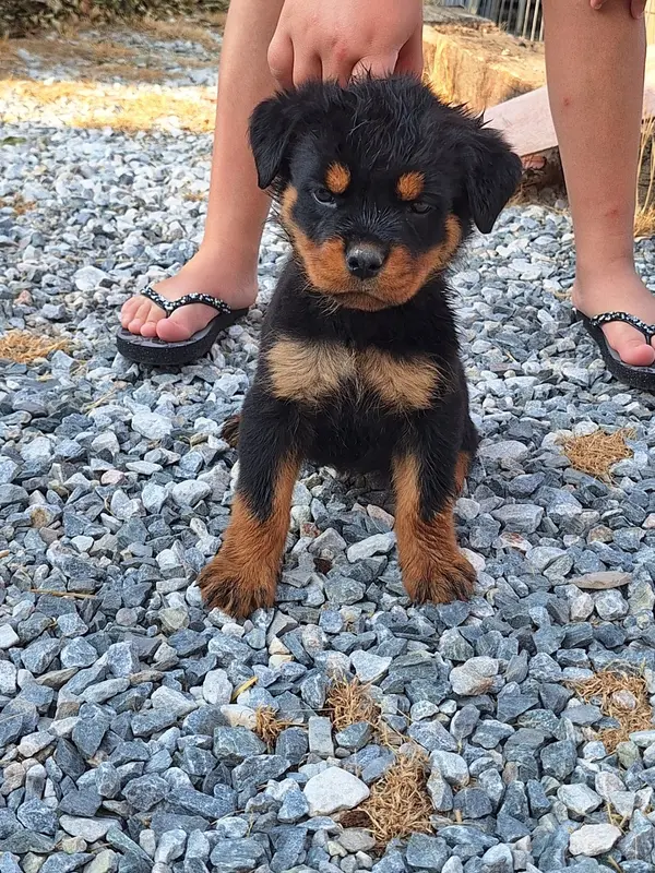 femelle collier jaune, Rottweiler, élevage Of Holly's Kingdom