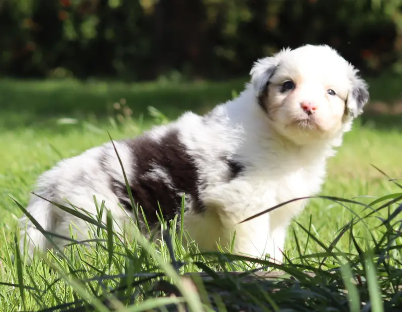 Mâle Bleu Merle 3, Berger australien, élevage Never Give Up Your Dreams