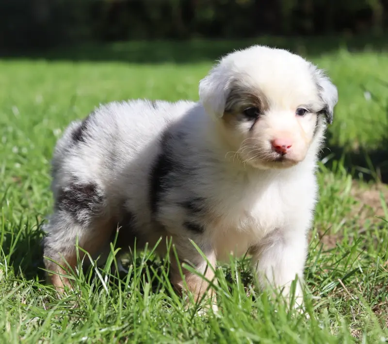 Mâle Bleu Merle 4, Berger australien, élevage Never Give Up Your Dreams