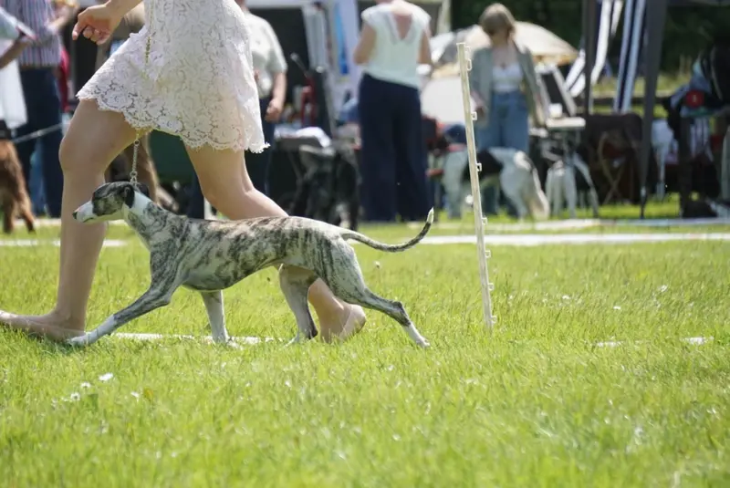 Mère de la portée de Whippet, élevage Impul's Garden