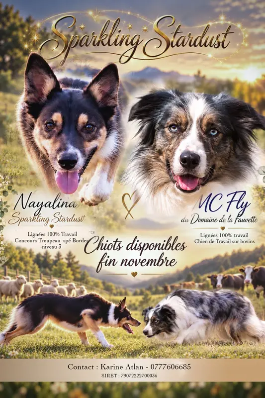 Portée de Border collie, élevage Sparkling Stardust