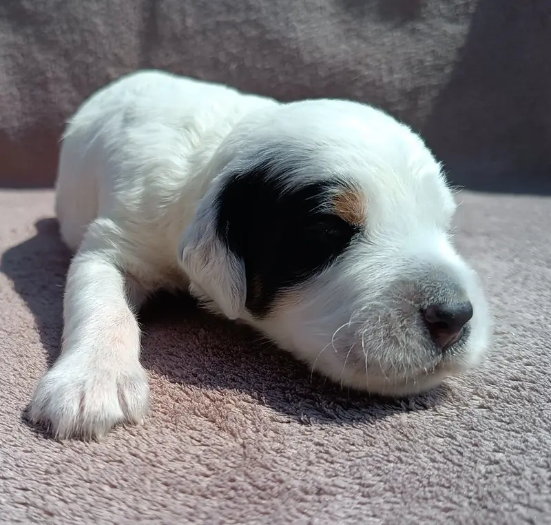 Portée de Setter anglais, élevage De la Motte Bientquoise