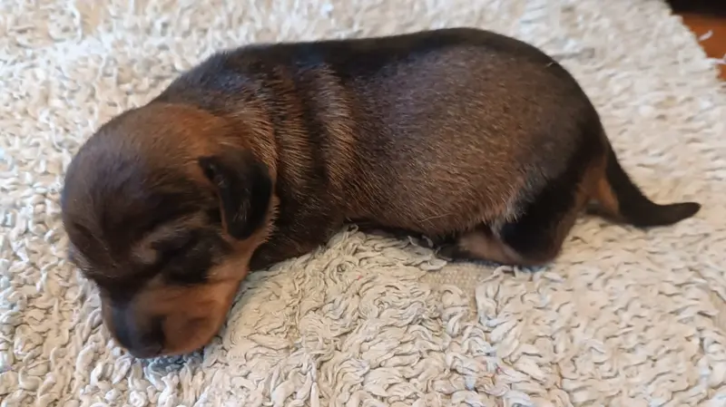Chiot, Teckel, élevage De la Motte Bientquoise