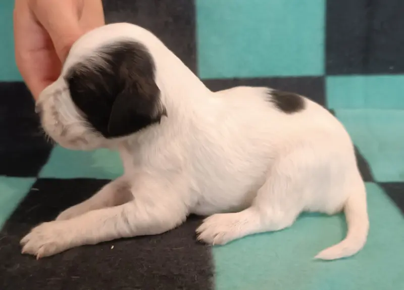 Portée de Setter anglais, élevage De la Motte Bientquoise