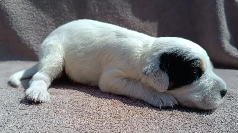 Portée de Setter anglais, élevage De la Motte Bientquoise