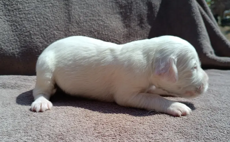 Portée de Setter anglais, élevage De la Motte Bientquoise