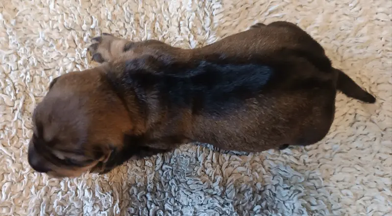 Photo de l'élevage De la Motte Bientquoise