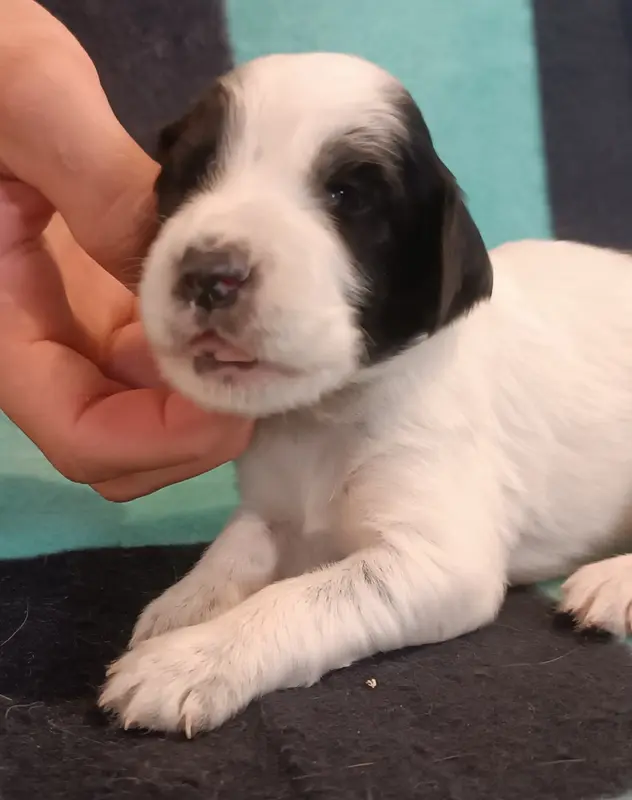 Portée de Setter anglais, élevage De la Motte Bientquoise