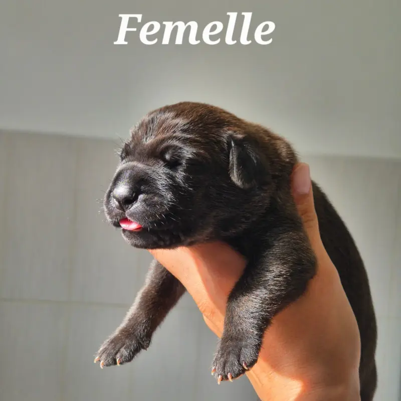 Portée de Cane corso, élevage Des Guerriers du Fenua