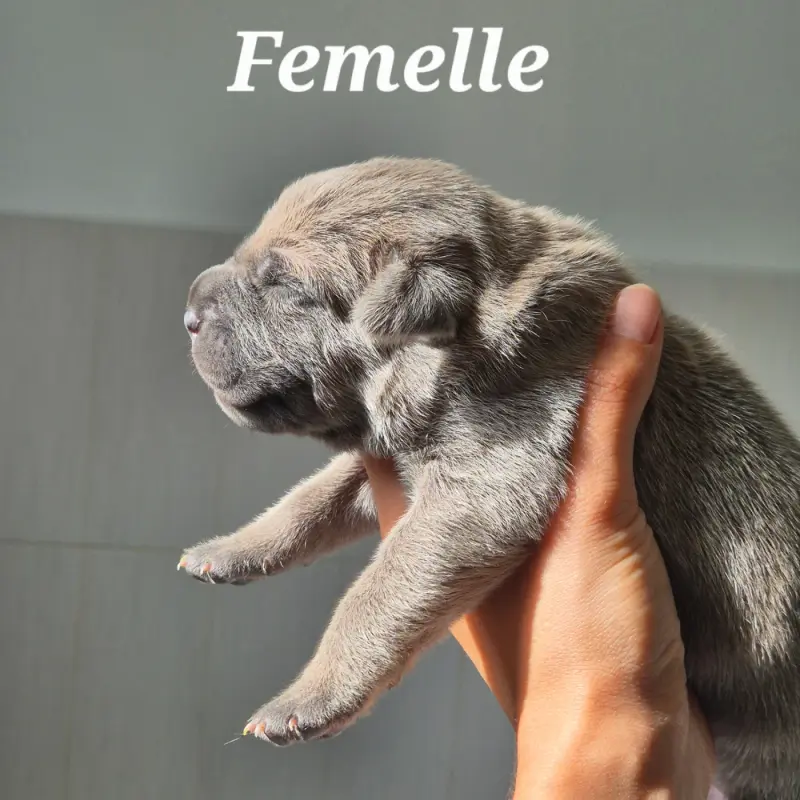 Belisama, Cane corso, élevage Des Guerriers du Fenua