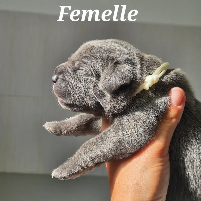Baira, Cane corso, élevage Des Guerriers du Fenua