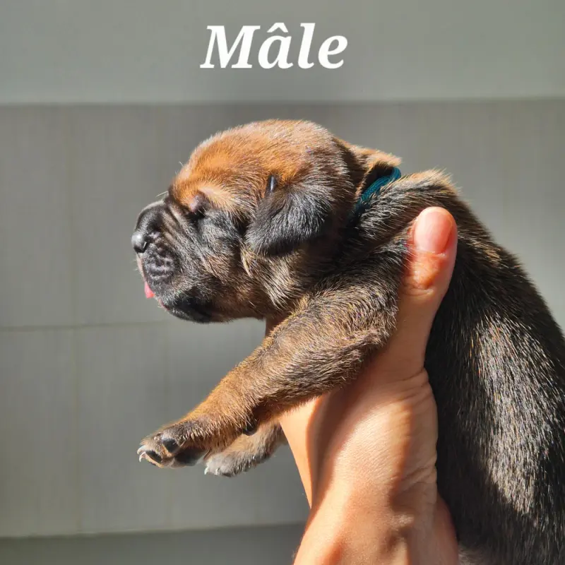 Barrex, Cane corso, élevage Des Guerriers du Fenua